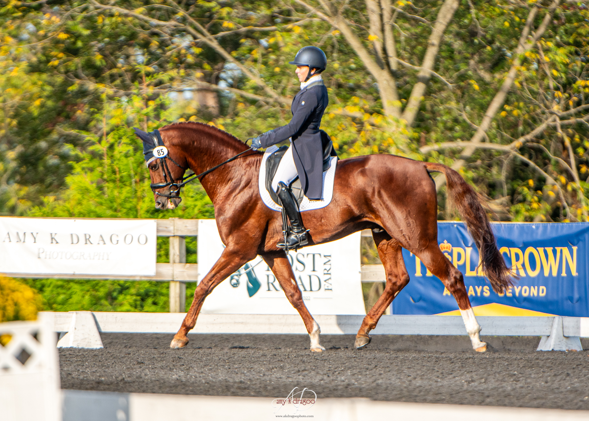 Rey Dressage Plantation 2024